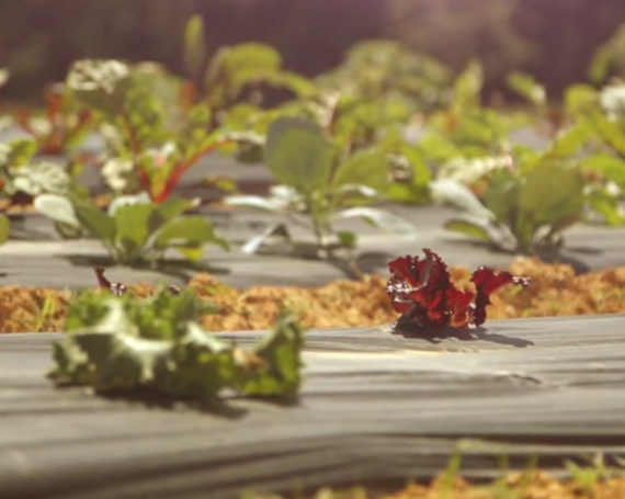 First Bank: Pine Knot Farms Video